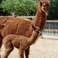 Alpacas at Woodside Animal Farm in Luton