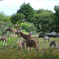 Belfast Zoo