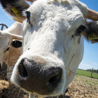 Cotswold Farm Park in Cheltenham