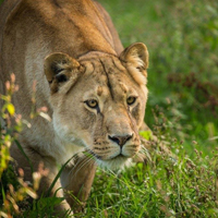 Lion at Knowsley Safari Park