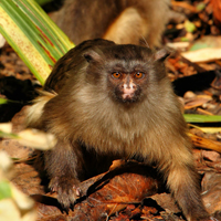 Marmoset at Newquay Zoo