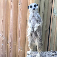 Meerkat at Plantasia in Swansea