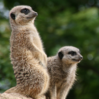 Meerkats at London Zoo