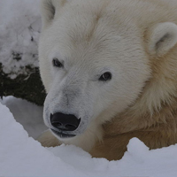 Polar bear at Highland Wildlife Park, Kincraig