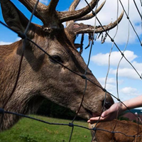 Streamvale Open Farm, Belfast