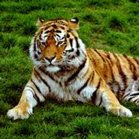 Tiger at Colchester Zoo