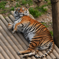 Tiger at Welsh Mountain Zoo in Colwyn Bay