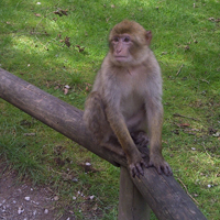 Trentham Monkey Forest, Stoke-on-Trent