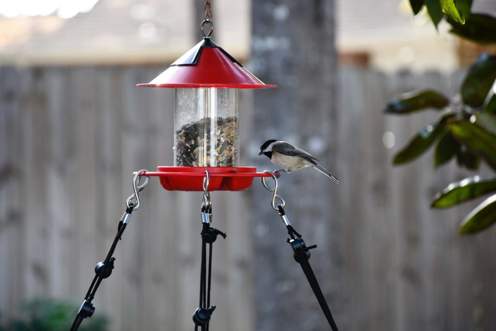 A bird feeder